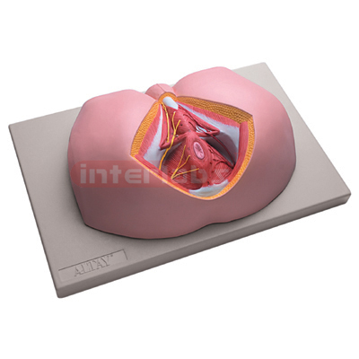 Interlabs? Perineum Model, Male